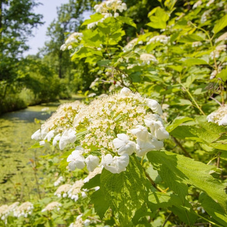Compact Viburnum opulus ‘Compactum’ shrub carrying broad white lacecap flowers.