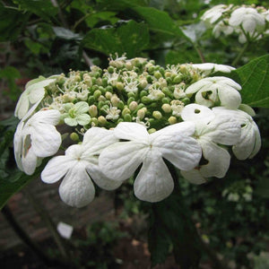 Viburnum opulus ‘Compactum’ flower head with a ring of large white outer florets.