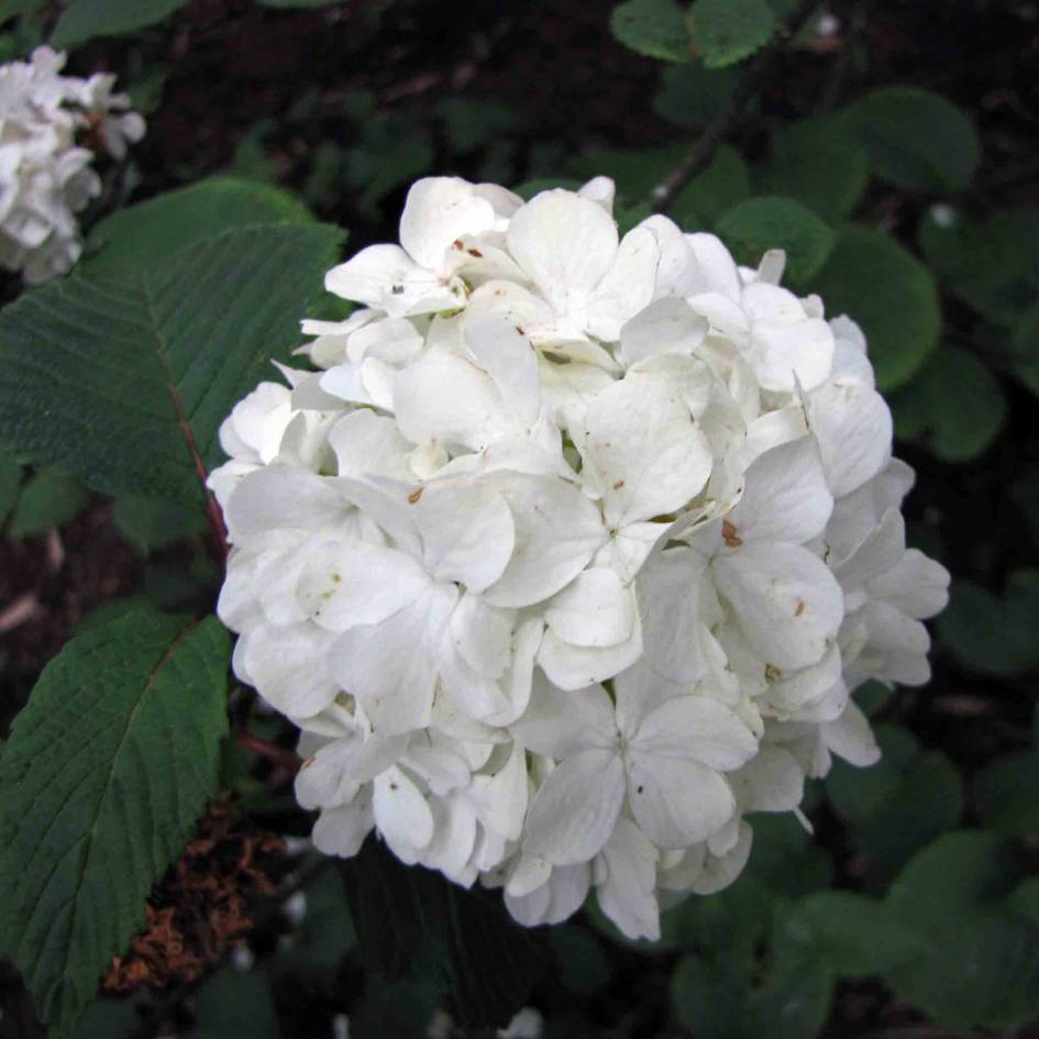 Viburnum plicatum f. plicatum ‘Rotundifolium’