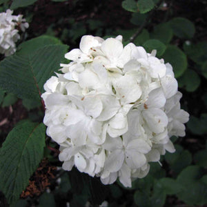Viburnum plicatum f. plicatum ‘Rotundifolium’