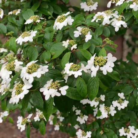 Viburnum plicatum f. tomentosum ‘Summer Snowflake’