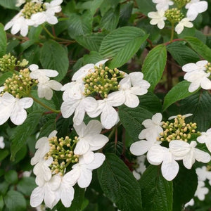 Viburnum plicatum f. tomentosum ‘Summer Snowflake’