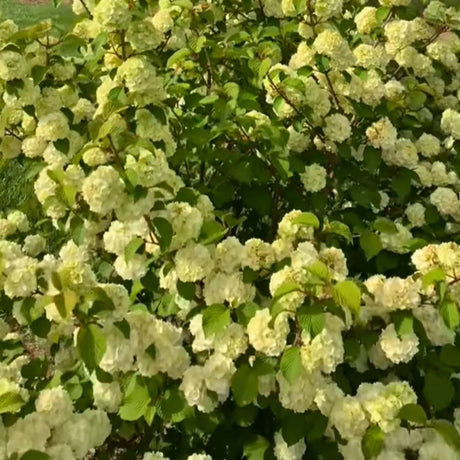 Large Viburnum plicatum ‘Opening Day’ shrub smothered in creamy white rounded flower clusters.
