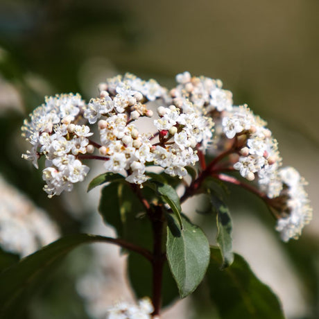 Rounded white Viburnum tinus flower head with pale pink buds on burgundy stems.