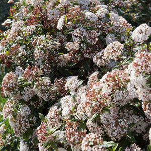 Viburnum tinus ‘Spirit’