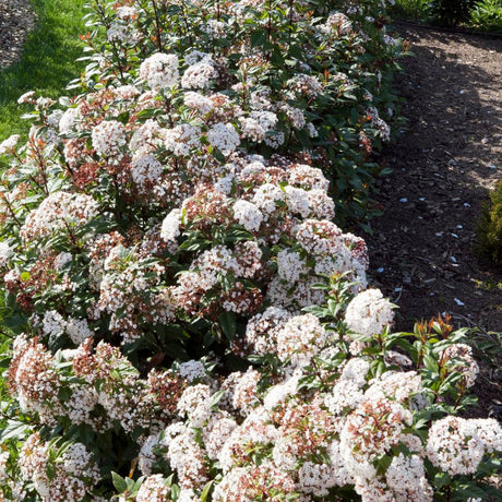 Broad garden planting of Viburnum tinus ‘Spirit’ covered in white flowers and pink buds.