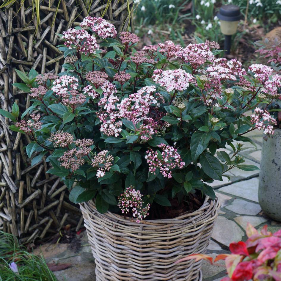 Viburnum tinus ‘Spirit’