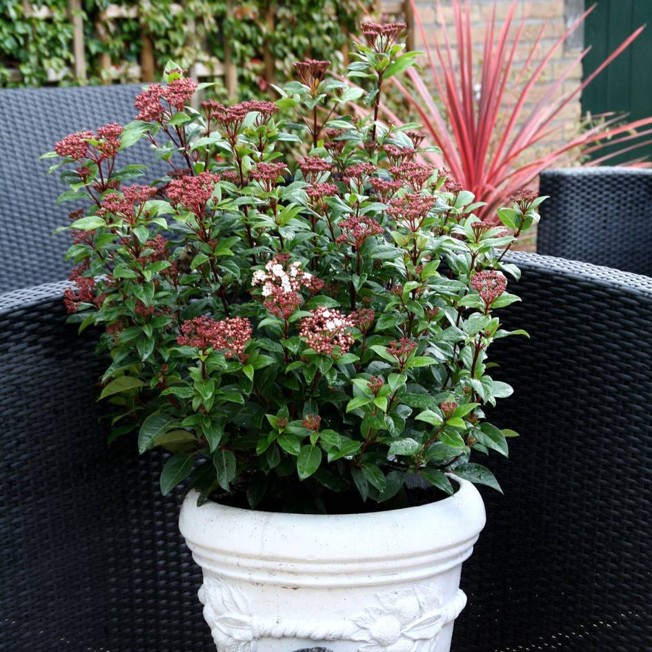Viburnum tinus ‘Spirit’