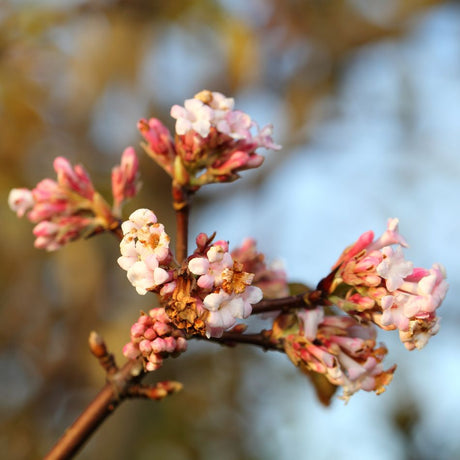 Close-up of pink Viburnum ‘Dawn’ buds beginning to open on a winter twig.