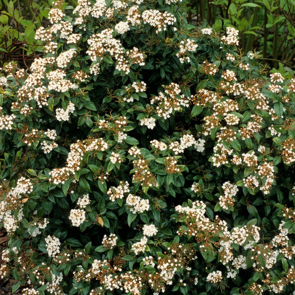 Viburnum tinus