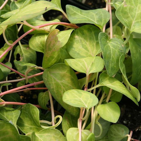 Close-up of trailing Vinca major ‘Maculata’ foliage with yellow-green centres and pink stems.