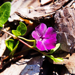 Close-up of a magenta-purple Vinca ‘Atropurpurea’ bloom among fallen leaves.