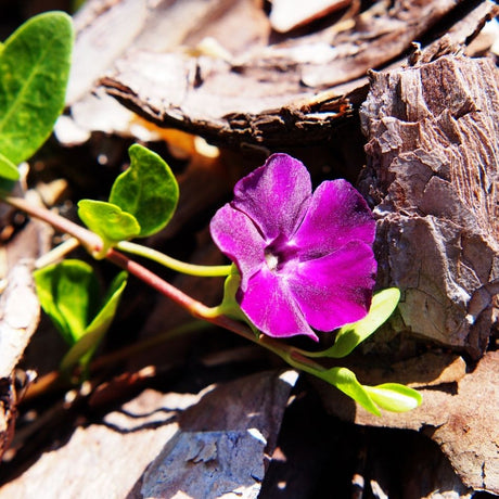 Close-up of a magenta-purple Vinca ‘Atropurpurea’ bloom among fallen leaves.