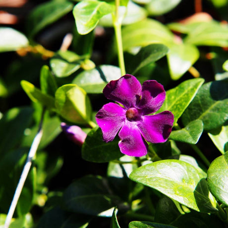 Deep purple Vinca minor ‘Atropurpurea’ flower above shiny green leaves.