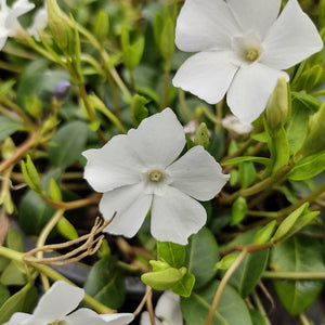 Vinca minor ‘Elisa’