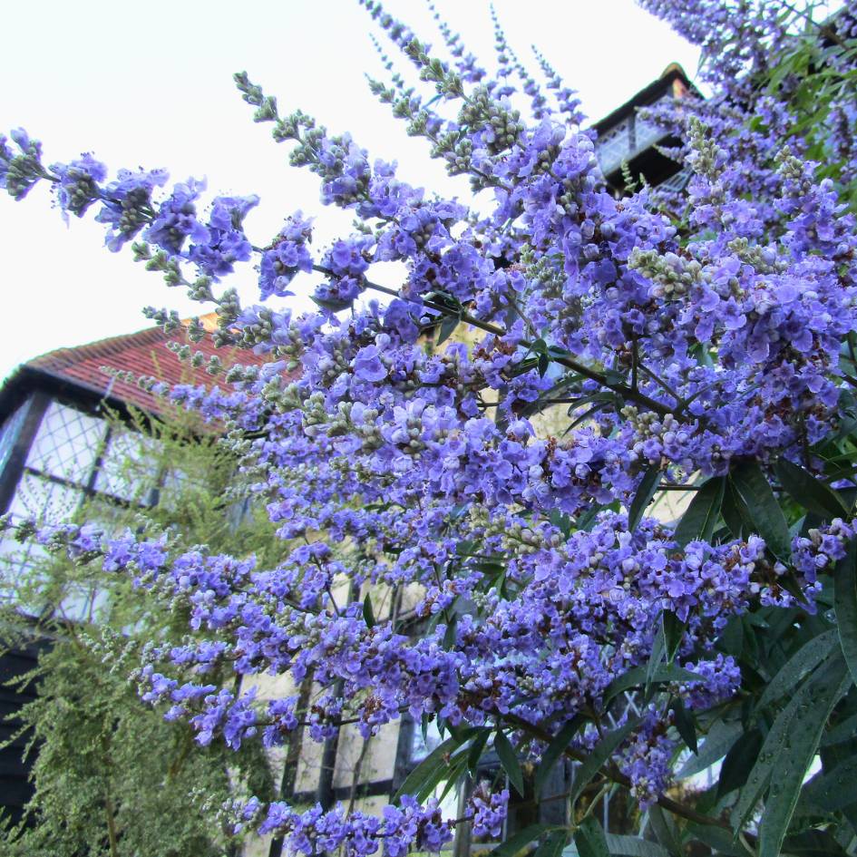 Vitex agnus-castus ‘Latifolia’