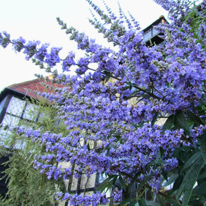 Vitex agnus-castus ‘Latifolia’