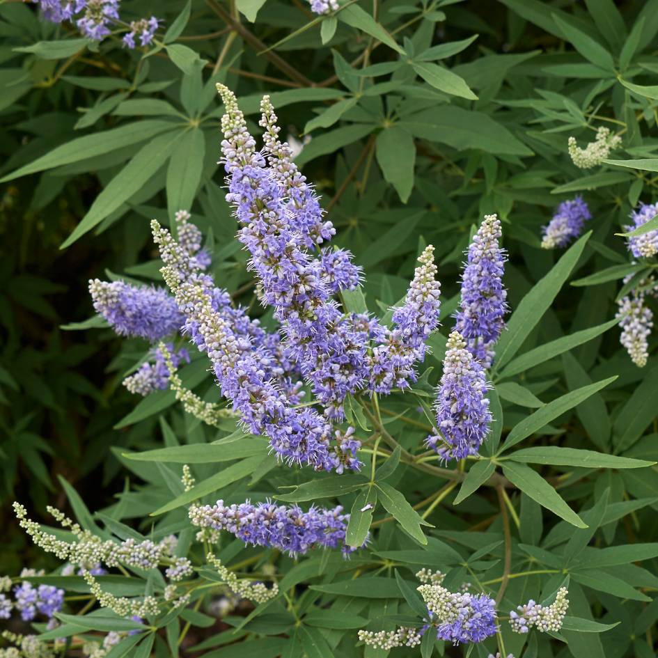 Vitex agnus-castus ‘Latifolia’