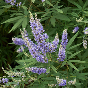 Vitex agnus-castus ‘Latifolia’