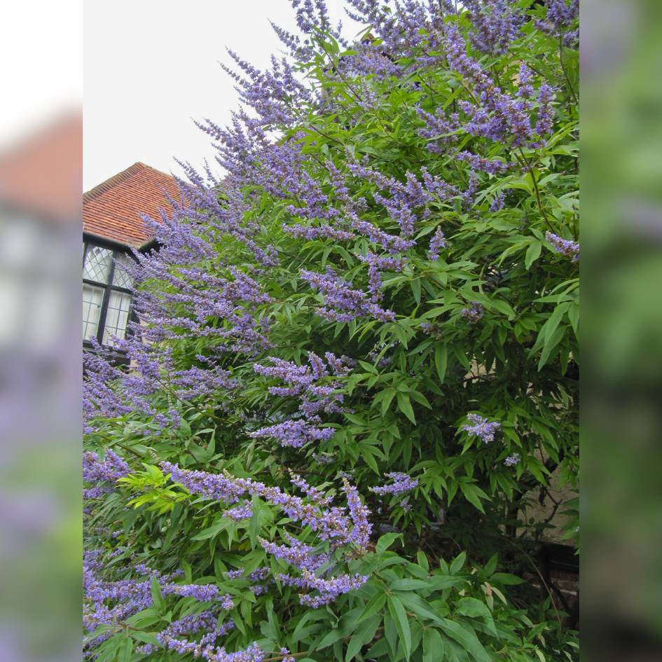 Vitex agnus-castus ‘Latifolia’