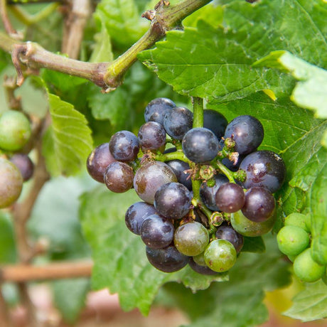 Close-up of a ripening Vitis vinifera grape cluster turning from green to purple-black.