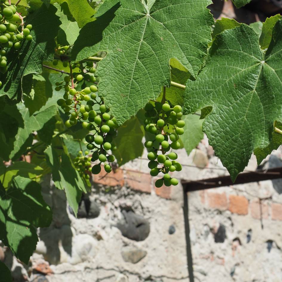 Vitis vinifera