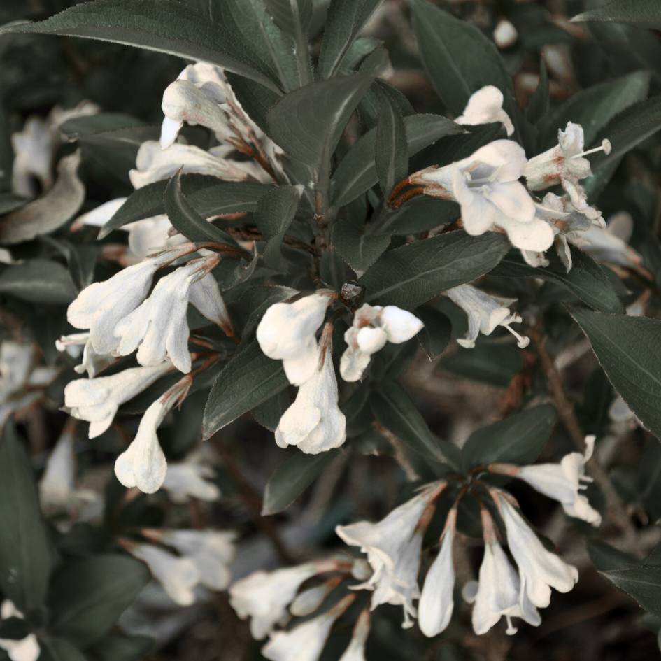Weigela ‘Ebony and Ivory’