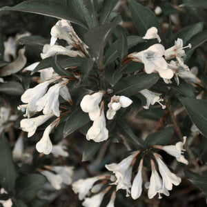 Weigela ‘Ebony and Ivory’