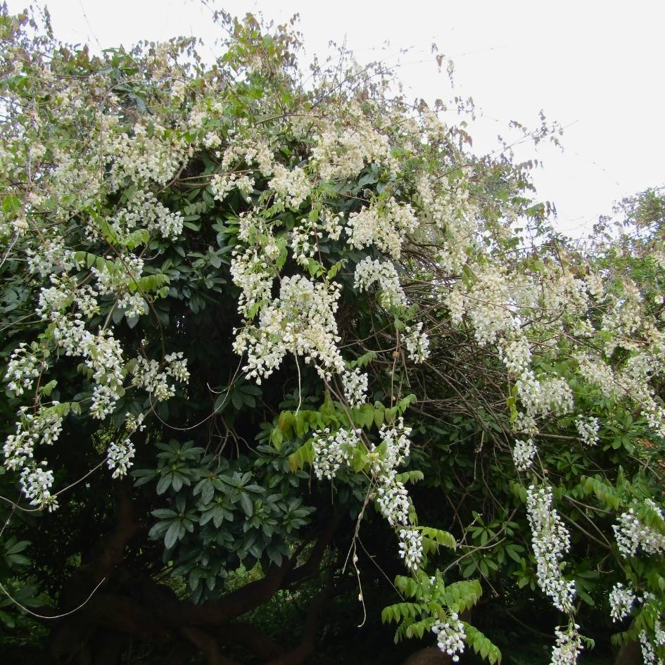 Wisteria brachybotrys f. albiflora ‘Shiro-kapitan’