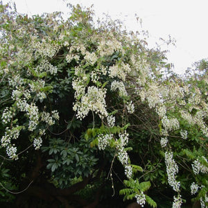 Wisteria brachybotrys f. albiflora ‘Shiro-kapitan’