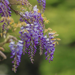 Wisteria brachybotrys ‘Okayama’