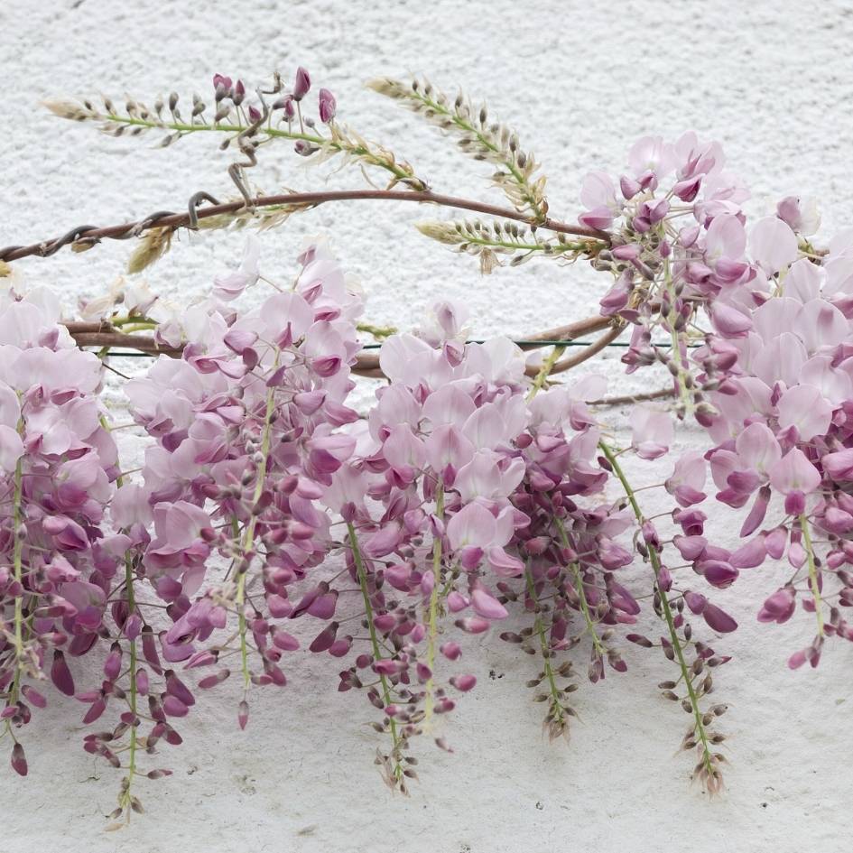 Wisteria brachybotrys ‘Showa-beni’