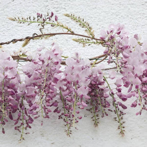 Wisteria brachybotrys ‘Showa-beni’