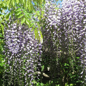 Wisteria floribunda f. multijuga