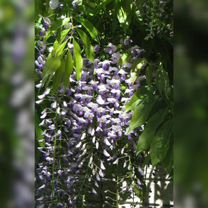 Wisteria floribunda f. multijuga