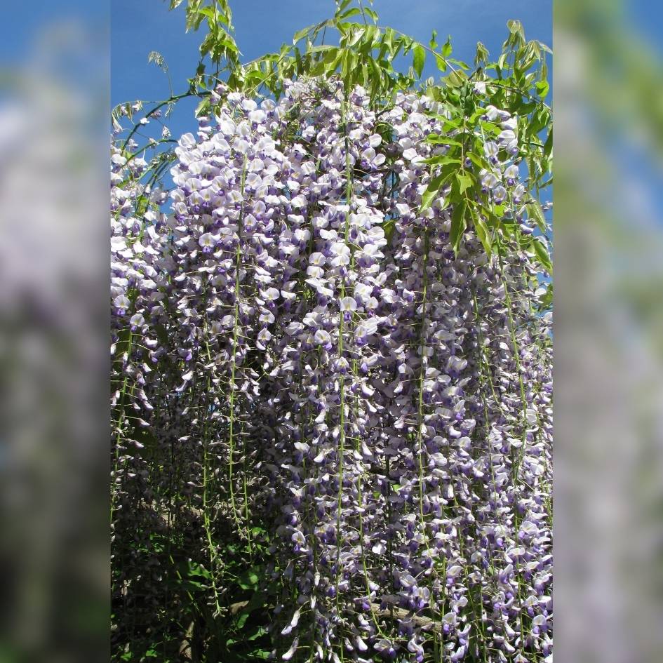 Wisteria floribunda f. multijuga