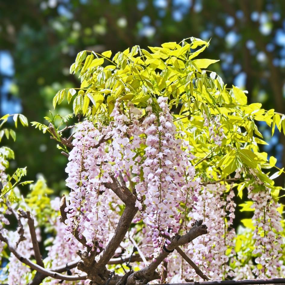 Wisteria floribunda ‘Geisha’