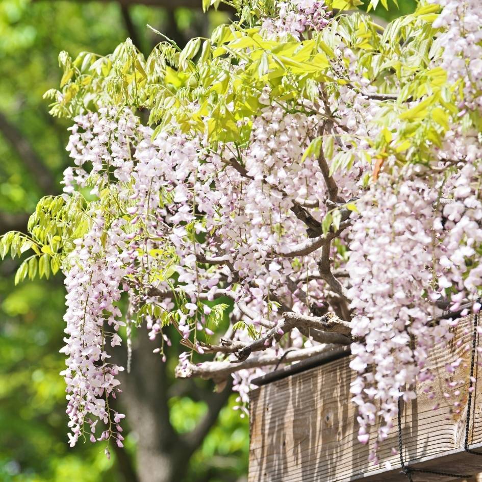 Wisteria floribunda ‘Kimono’