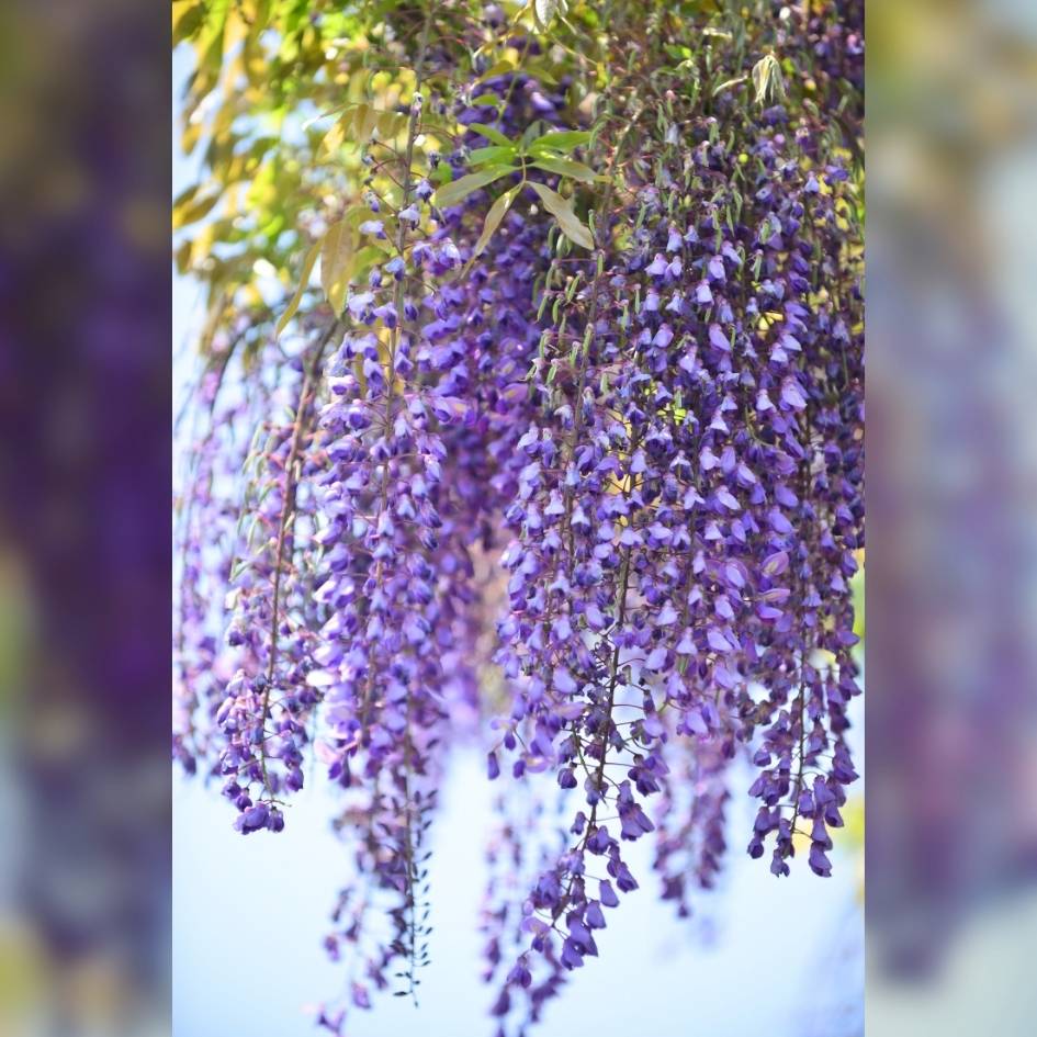 Wisteria floribunda ‘Lavender Lace’