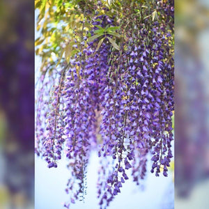 Wisteria floribunda ‘Lavender Lace’