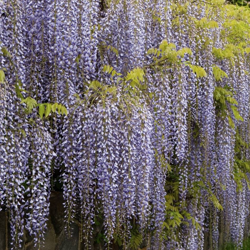 Wisteria floribunda ‘Lawrence’