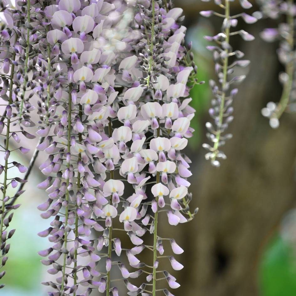 Wisteria floribunda ‘Lipstick’