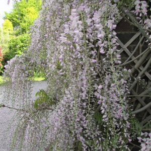 Wisteria floribunda ‘Rosea’