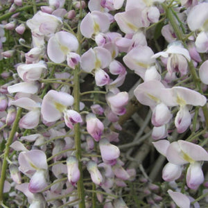 Wisteria floribunda ‘Rosea’