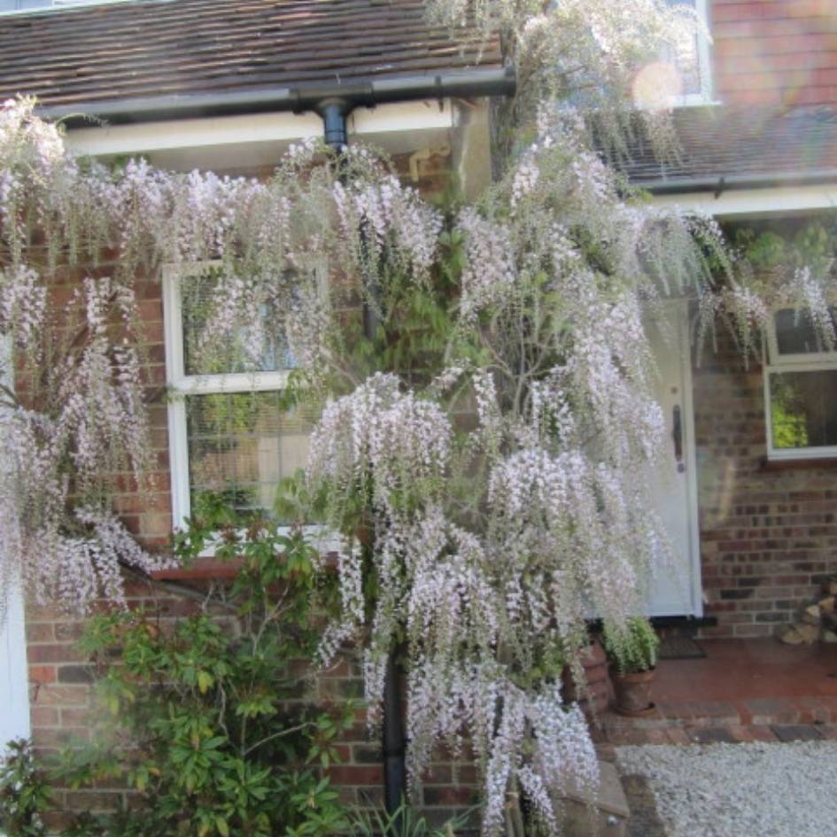 Wisteria floribunda ‘Rosea’
