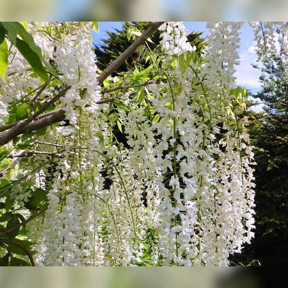 Wisteria floribunda ‘Snow Showers’