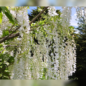 Wisteria floribunda ‘Snow Showers’