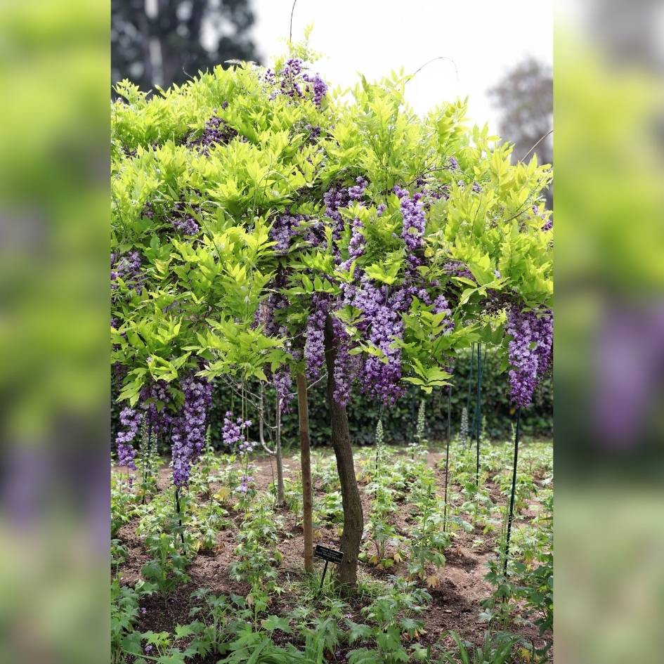 Wisteria floribunda ‘Yae-kokuryū’ (Pleached)