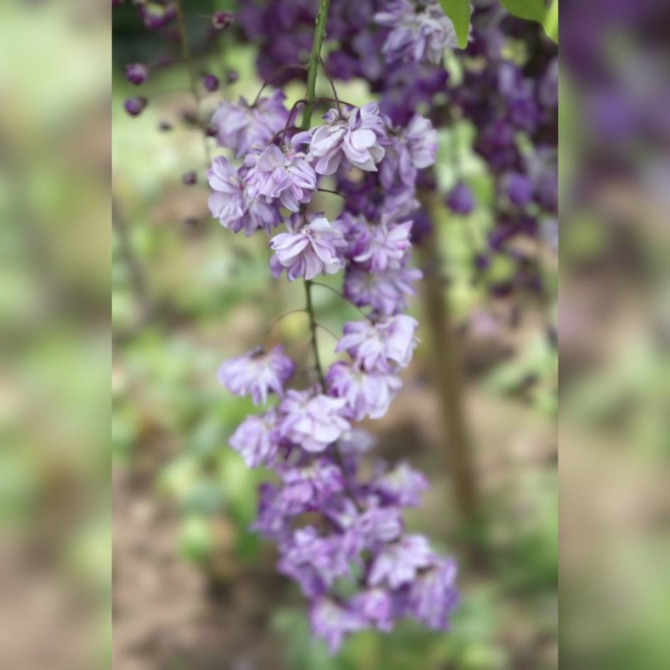 Wisteria floribunda ‘Yae-kokuryū’ (Pleached)