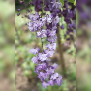 Wisteria floribunda ‘Yae-kokuryū’ (Pleached)
